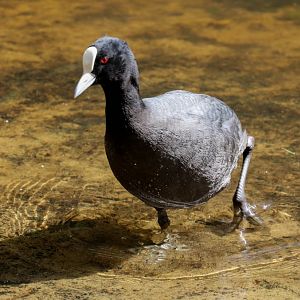 Eurasian Coot
