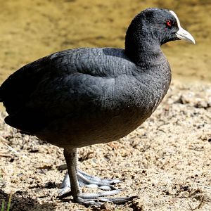 Eurasian Coot