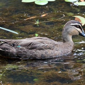 Pacific Black Duck