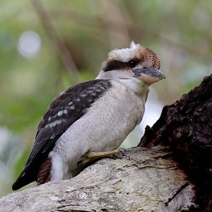 Kookaburra