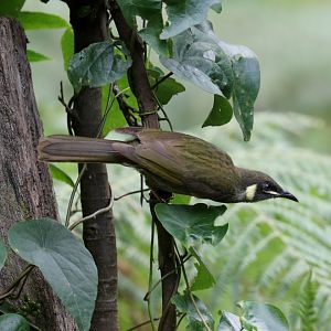Lewin's Honeyeater