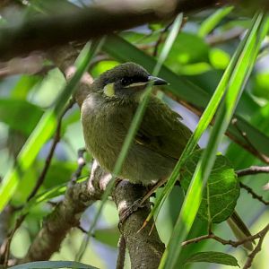 Lewin's Honeyeater