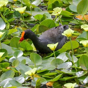 Dusky Moorhen