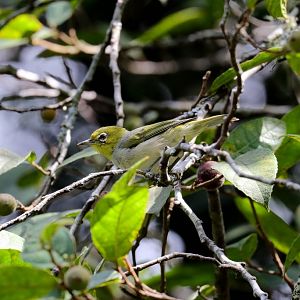 Silvereye