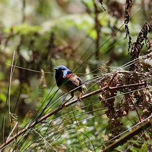 Variegated Fairy Wren