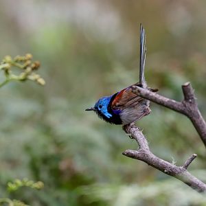 Variegated Fairy Wren
