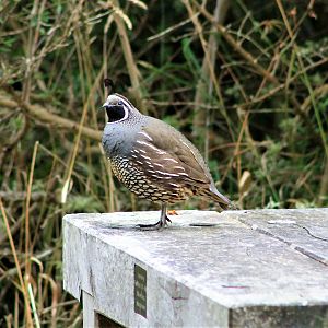 male Californian Quail (Callipepla californica)