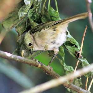 Whitehead (Mohoua albicilla)