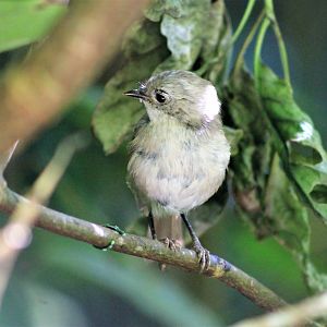 Whitehead (Mohoua albicilla)