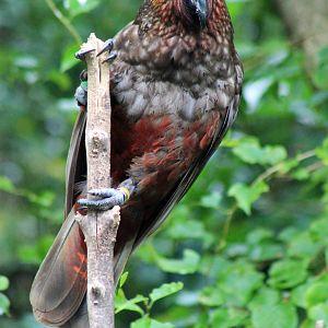 North Island Kaka (Nestor meridionalis septentrionalis)