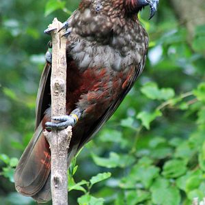 North Island Kaka (Nestor meridionalis septentrionalis)