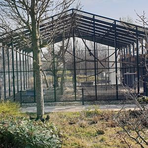 Aviary Red-rumped parrot