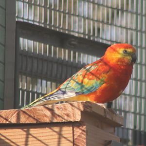 Red-rumped parrot - mutation