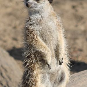 Meerkat
