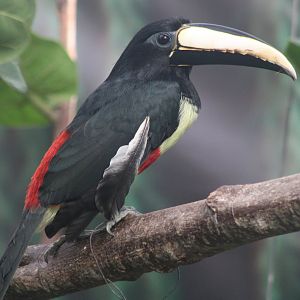 Black-necked aracari