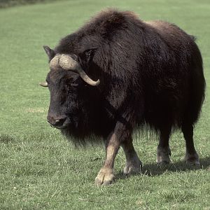 Musk ox, summer 1981