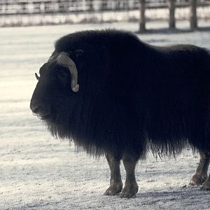 Musk ox, winter 1973