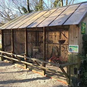 Owl aviary