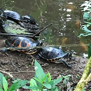Pond life in tropical house