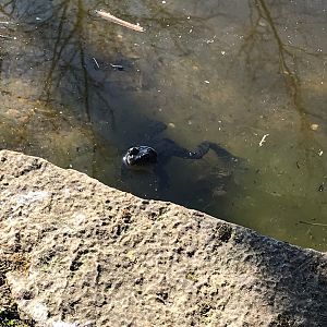 Pond life in outdoor pond