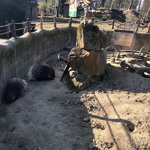 Meerkat and porcupine