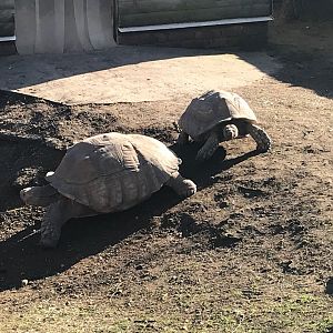 Tortoise