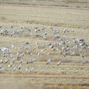 Common Cranes