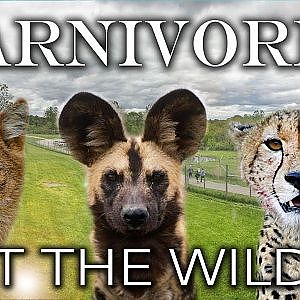 The Carnivore Conservation Center - Zoo Tours