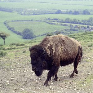 American bison on Bison Hill , 1972