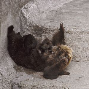 Kodiak bear with cubs, 1973
