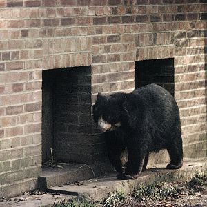 Spectacled bear, 1972