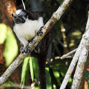 Geoffrey's Tamarin