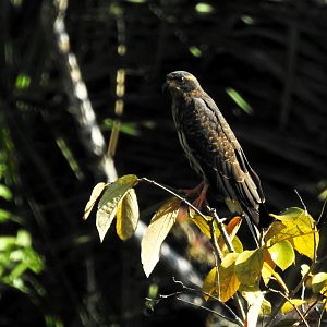 Snail Kite