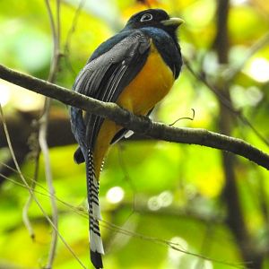Black Throated Trogon