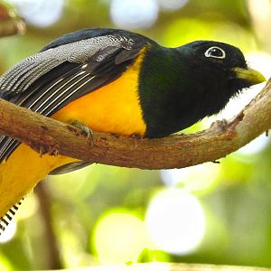 Black Throated Trogon