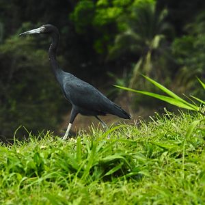 Little Blue Heron