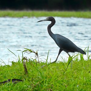 Little Blue Heron