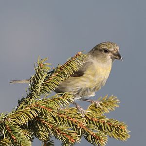 Bavarian Bird (ID help)