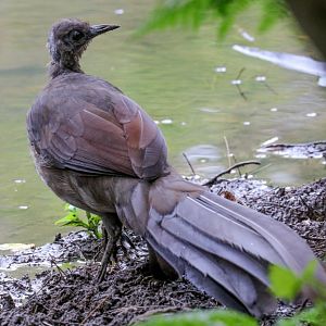 Lyrebird