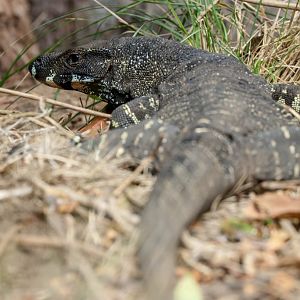 Lace Monitor