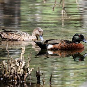 Chestnut Teal