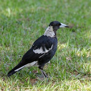 Magpie