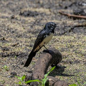 Willie Wagtail