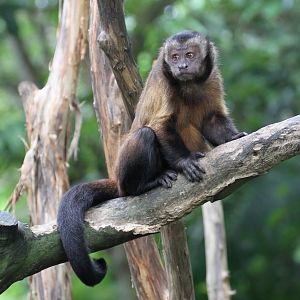 What Species of Capuchin?