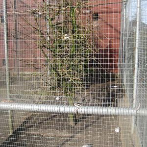 Skive Anlæg - Aviary #1