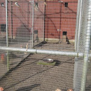 Skive Anlæg - Aviary #2