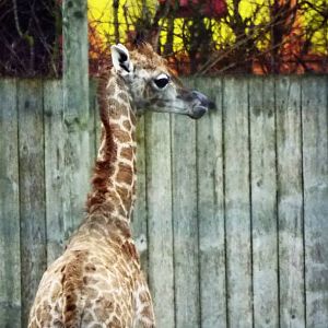 Young giraffe Flamingo Land