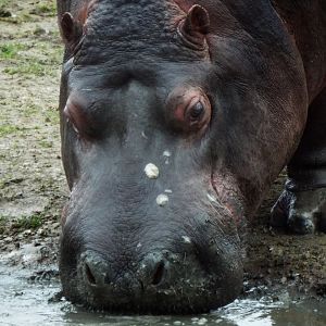 Common Hippo Flamingo Land