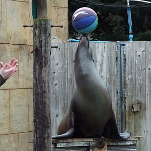Sea lion Show Flamingo Land