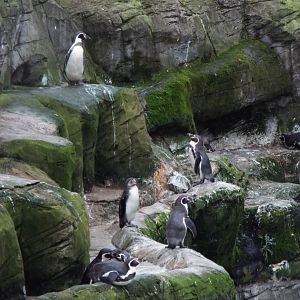 Humboldt Penguin Colony Flamingo Land